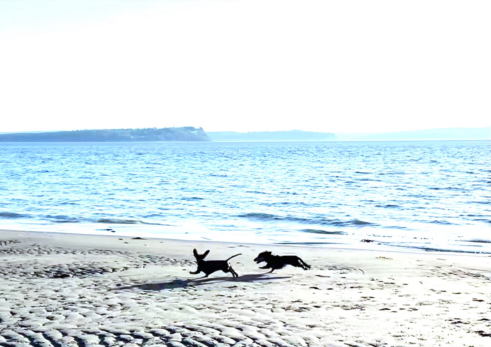 Dogs running on a Whidbey Island beach with the Sound in the background